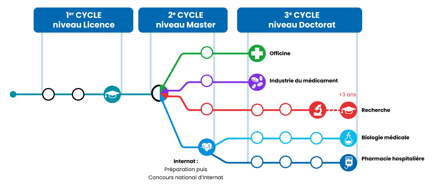 Organisation des différents parcours selon les trois cycles d'études de pharmacie.
